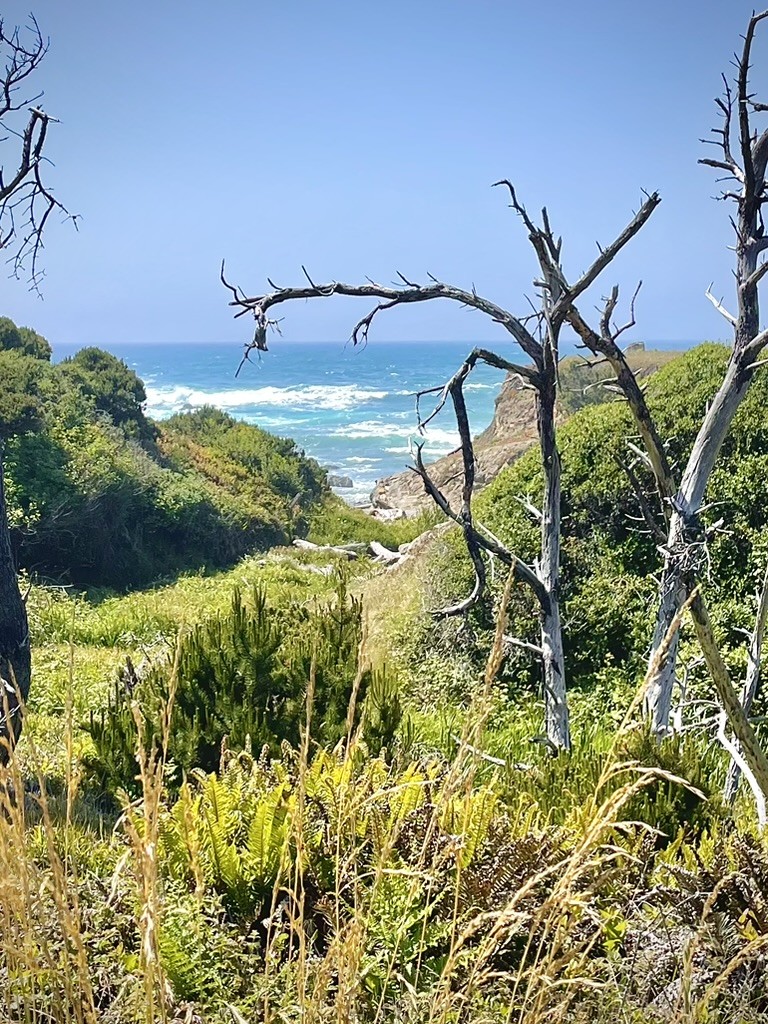 Bare branches above a green coastal bluff and blue ocean