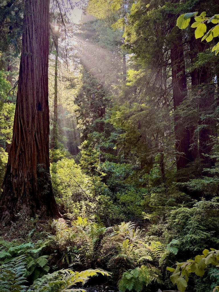 Sunbeams falling through a forest of tall trees and ferns