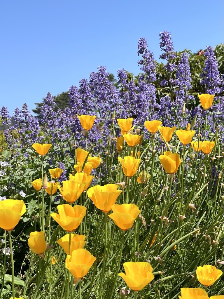 Yellow poppies and purple flower spikes beneath a clear blue sky