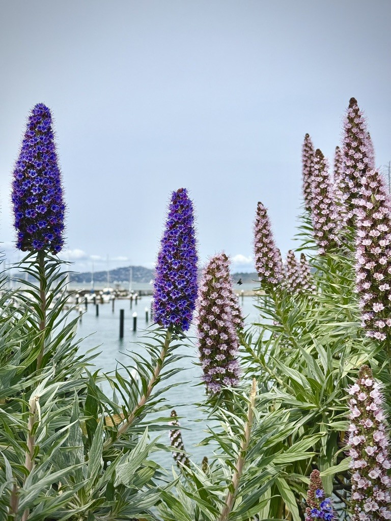 Tall purple and pink flower spikes overlooking water and a pier