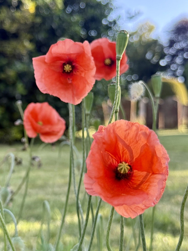 Red poppies catching the light in a garden