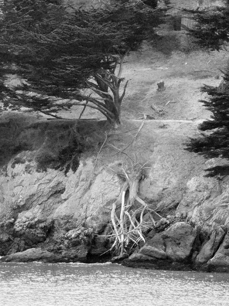 A windswept coastal tree above rocks in black and white