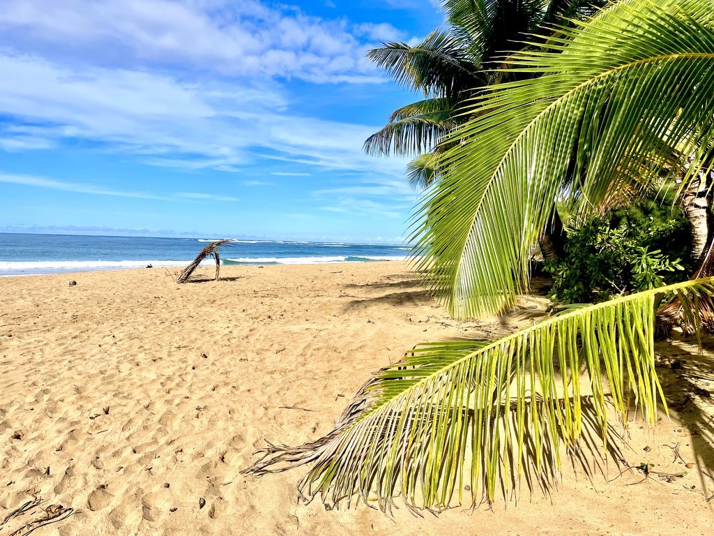 Palm leaves framing a sandy beach
