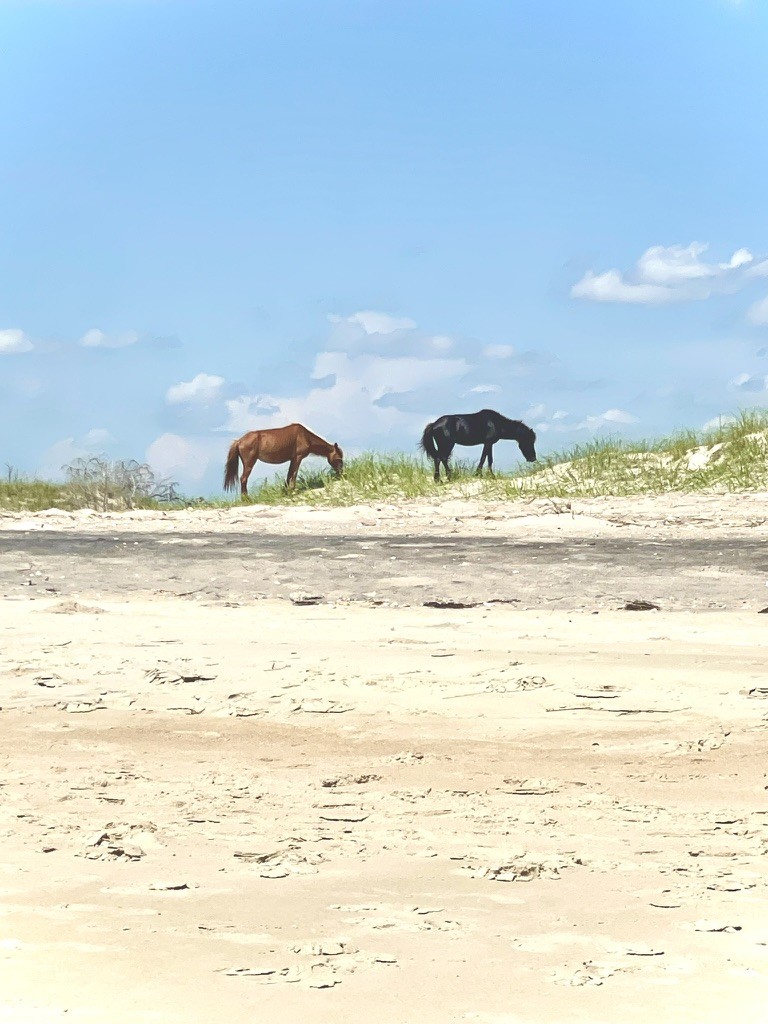 Two horses walking above a sandy shore