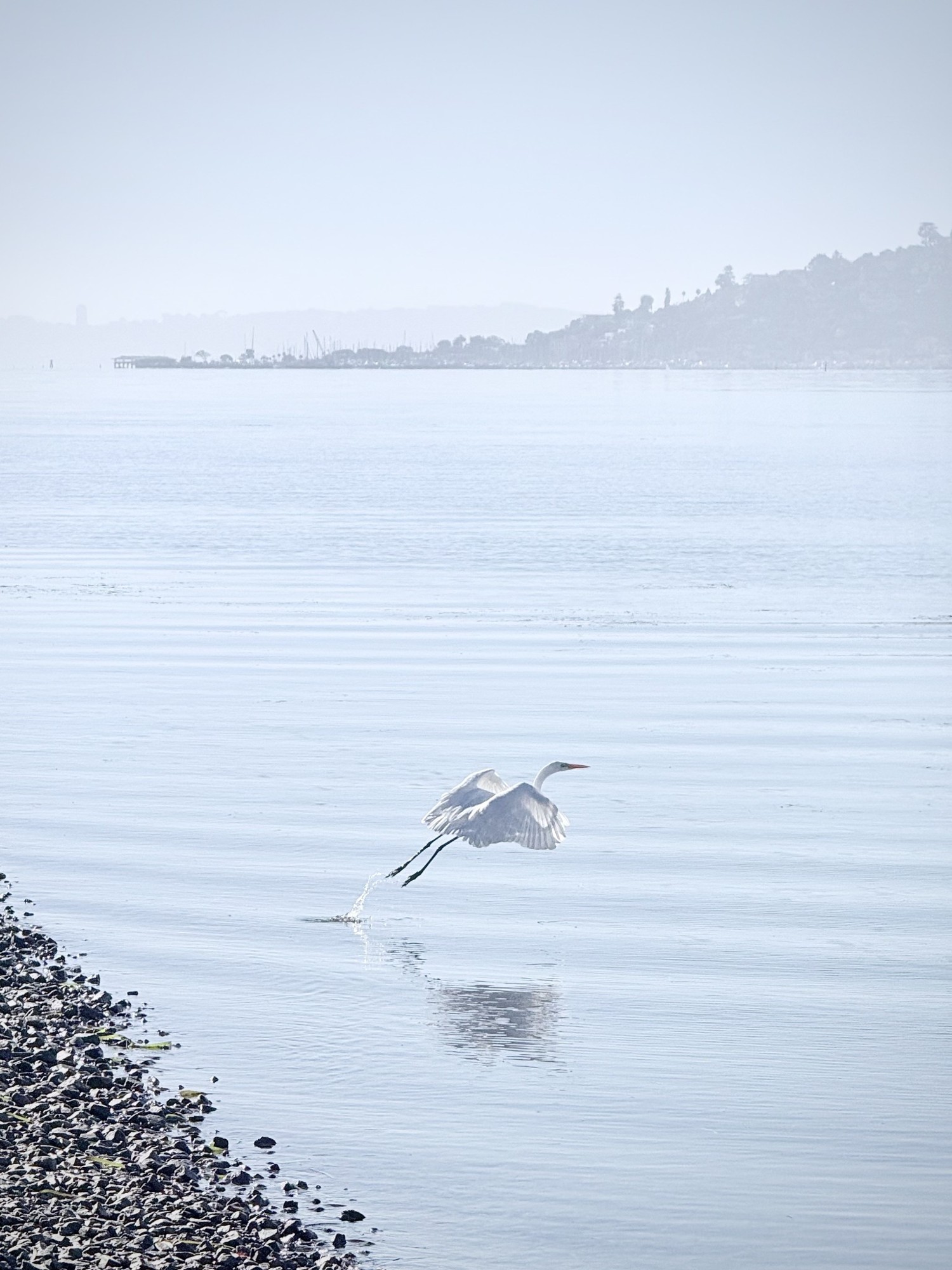 A bird flying low above calm water near the shoreline