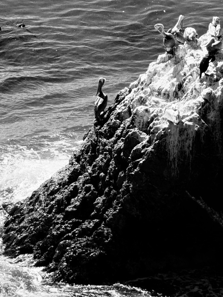 Seabirds perched on rugged rocks in black and white