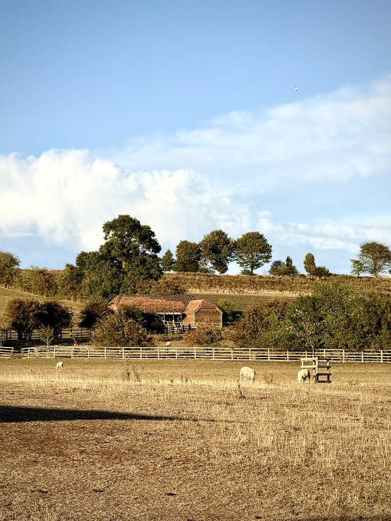 Bison grazing in a dry pasture beneath trees and a blue sky