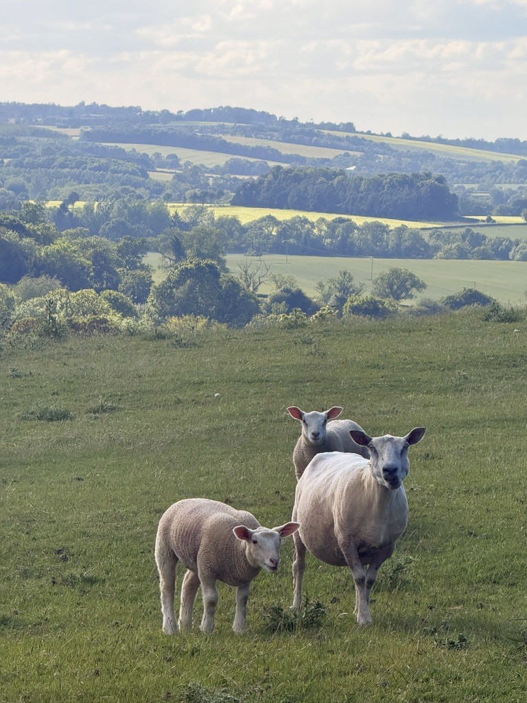 Sheep overlooking rolling green hills